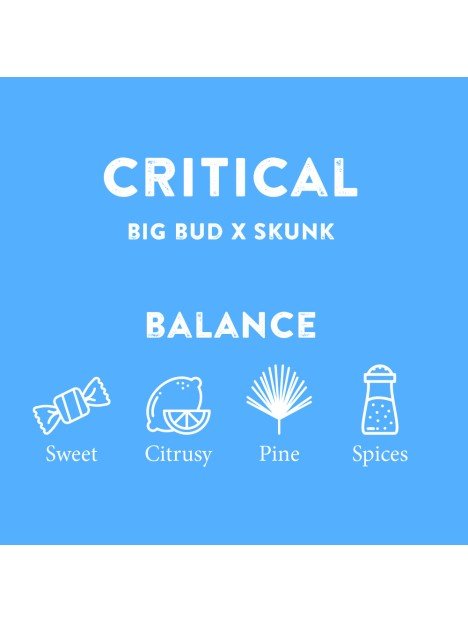 Cali Terps Spray 5ml - Herbie