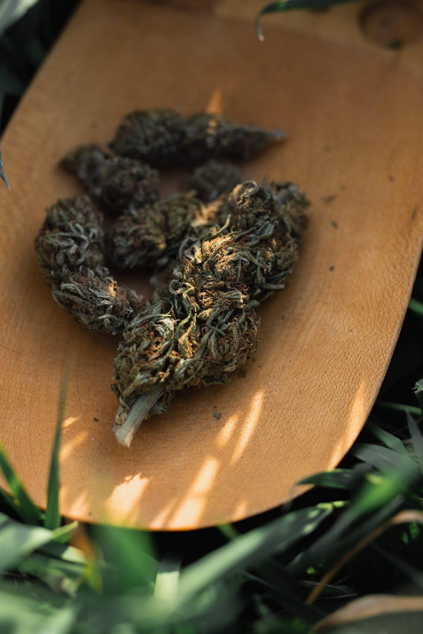 CBD mjesečna zaliha (2 veličine) - Herbie.hr