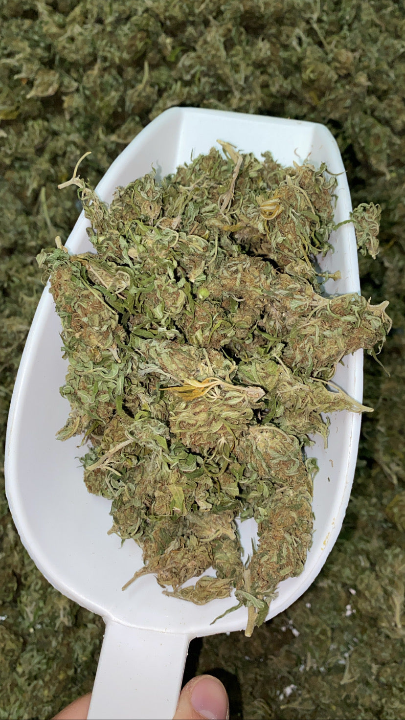 CROcodila Haze CBD cvijet popcorn 30g + 26x Herbie king size rizle s filterima