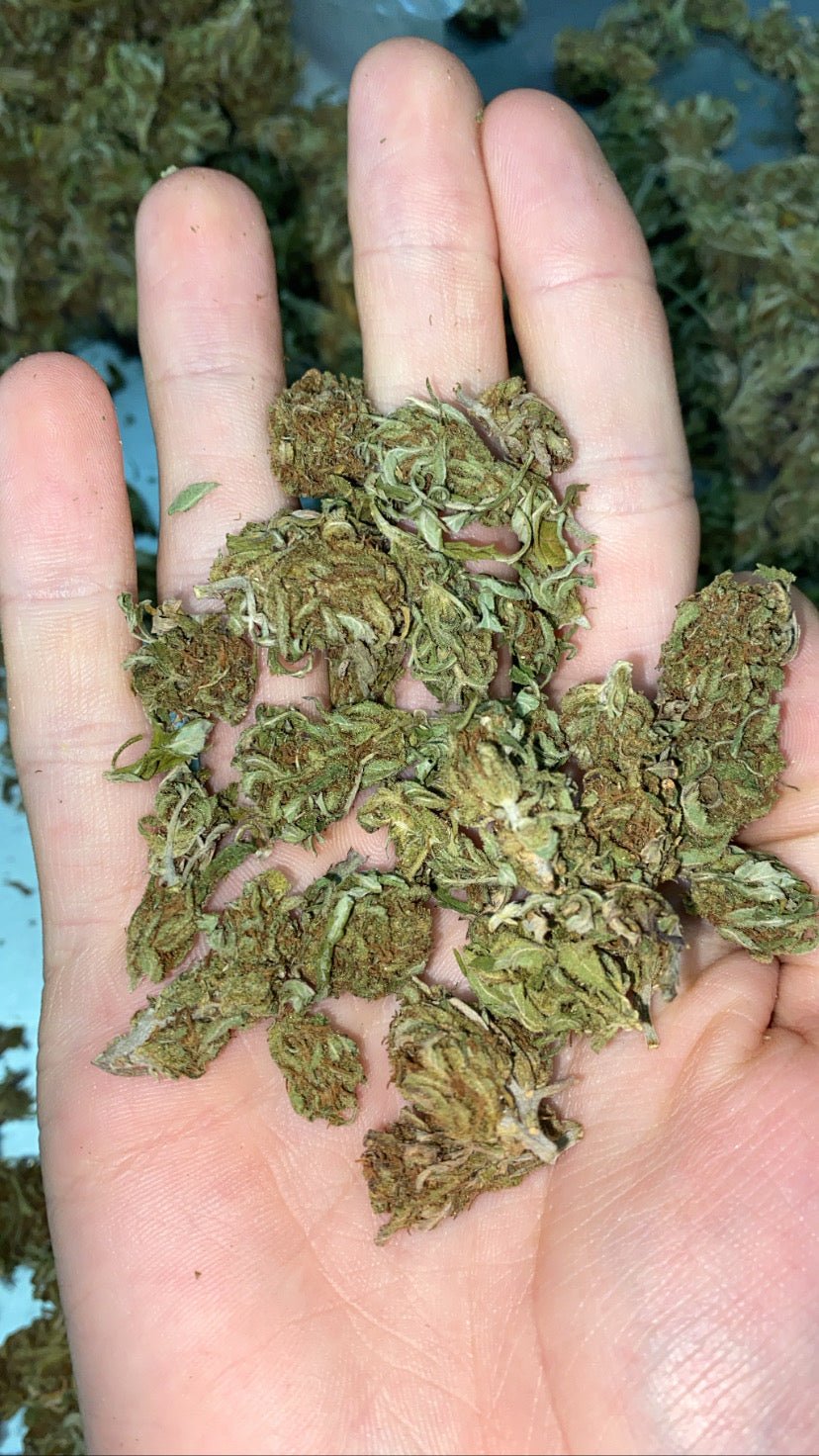 Skeni CBD cvijet popcorn 30g-60g + Herbie king size rizle s filterima - Herbie